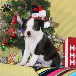 Noel, Boston Terrier Puppy